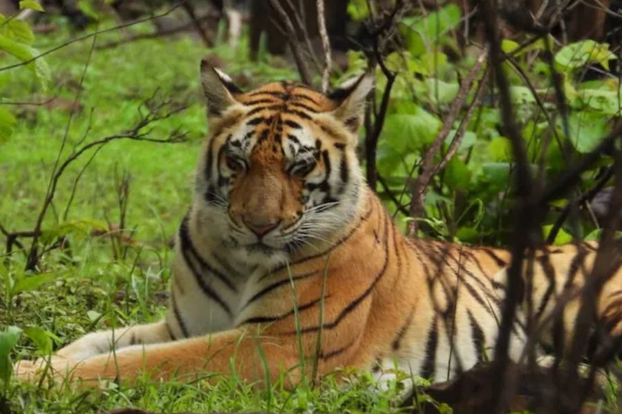 ‘টাইগার স্টেট’-এ উল্টো ছবি! ৮ মাসে বন্যপ্রাণীর হামলায় মৃত ৫০, মারা গেল ৪৫ বাঘ